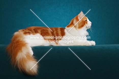 Norwegian Forest Cat on teal background