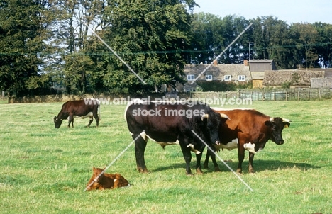 gloucester cattle at cotswold farm park