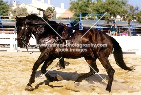 sweaty horse being lunged in france