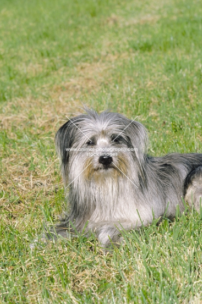 berger des pyrenees a poil long, longhaired, lying on grass