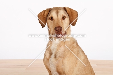 Chesapeake Bay Retriever in studio