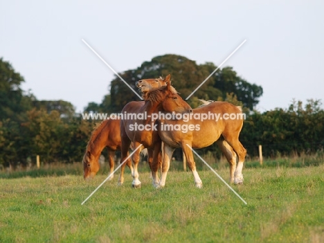 Suffolk Punches together in field