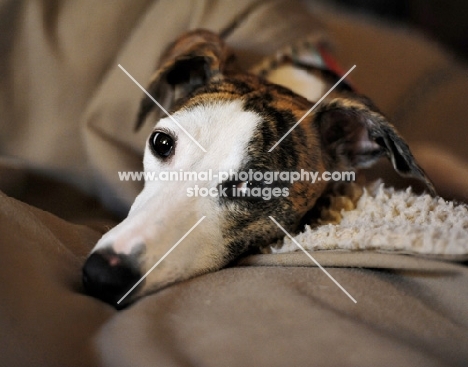 Whippet resting on blanket