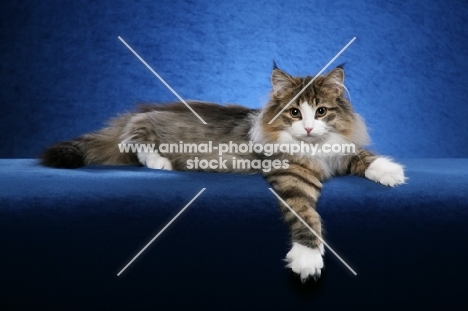 Norwegian Forest cat lying down