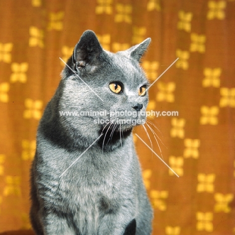 ch jezreel jomo, british blue cat looking alert
