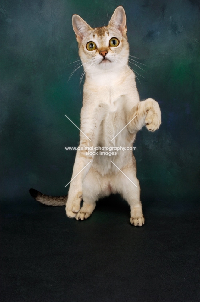 singapura cat standing on hind legs