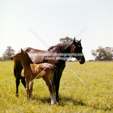 thoroughbred mare and proud foal