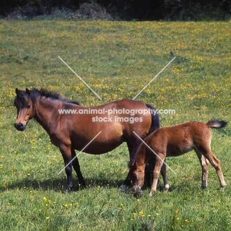 shilstone rocks whirlpool  dartmoor pony mare with foal 