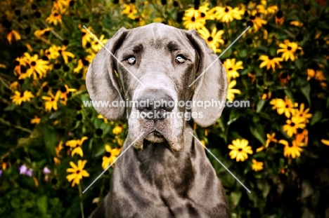 Great Dane sitting in front of yellow flowers