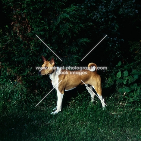 basenji standing amongst greenery