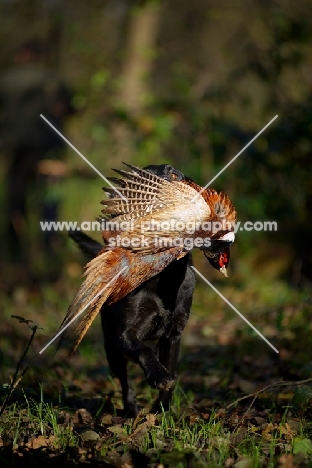 black labrador retriever retrieving pheasant in a field