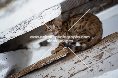 bengal kitten hiding on a wooden beam
