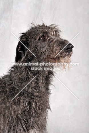 Deerhound head study in studio