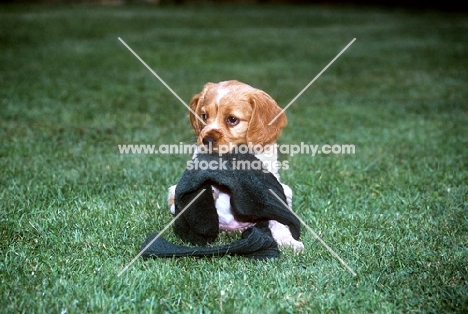 brittany puppy carrying a sock