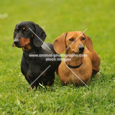 two Miniature Dachshunds