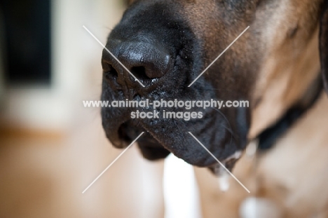Close-up of a Fawn Mastiff's nose.