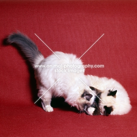 two birman cats, seal and blue point romping
