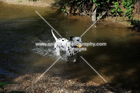 Dalmatian running in river with ball