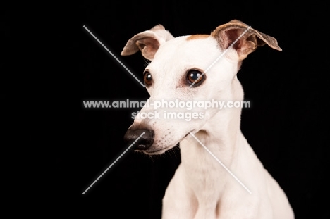 Whippet portrait on black background