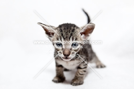 Kitten looking at camera, will loose her fur over time