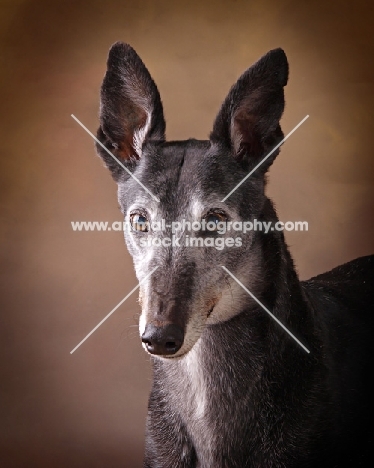 Greyhound portrait