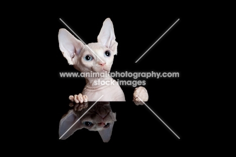 young curious Sphynx cat