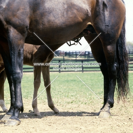 thoroughbred mare with foal suckling at spendthrift farm, kentucky