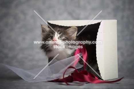 norwegian forest kitten coming out from a gift box