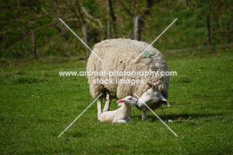 Texel cross ewe smelling her lamb