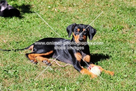 deutscher pinscher puppy with ball