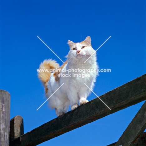 orange and white cat on a gate