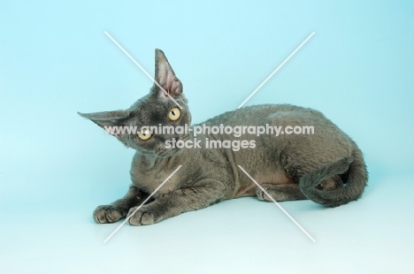 blue devon rex lying down