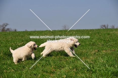 Polish Tatra Herd Dog puppies running