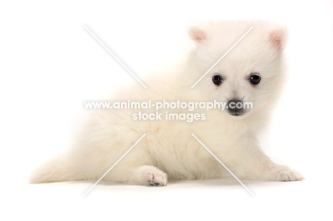 Japanese Spitz puppy