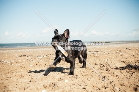 French Bulldog on beach