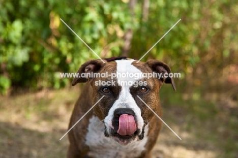 American Staffordshire dog licking his tongue with green background.