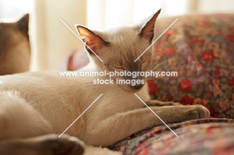 Siamese cat, resting at home