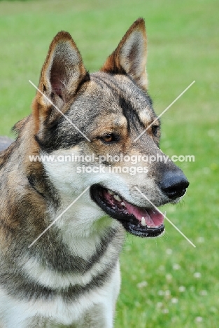 Tamaskan dog, head study