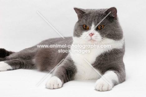 blue white British Shorthair on white background, lying down