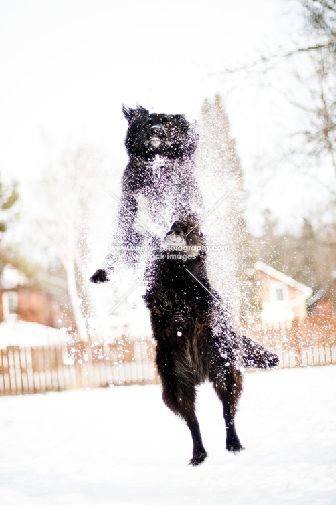 Black dog leaping through snow