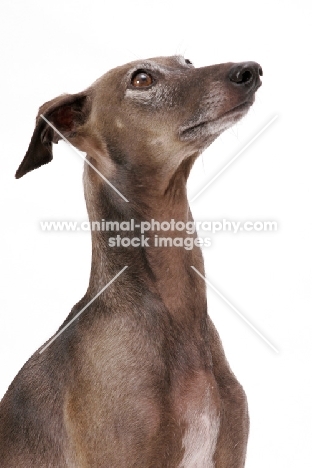 Australian Champion Italian Greyhound, looking up