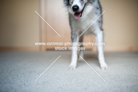 Nose and legs of blue merle Australian Shepherd indoors.