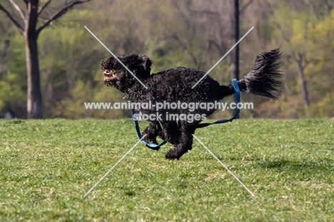black Portuguese Water Dog running