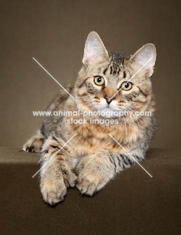 longhaired Pixie Bob cat in studio