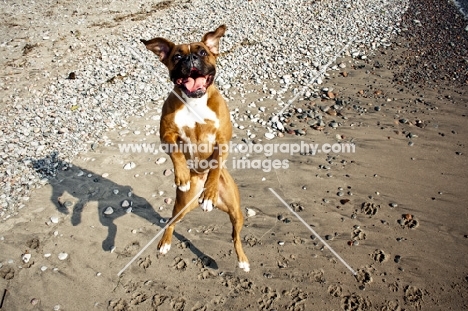 Boxer jumping in air