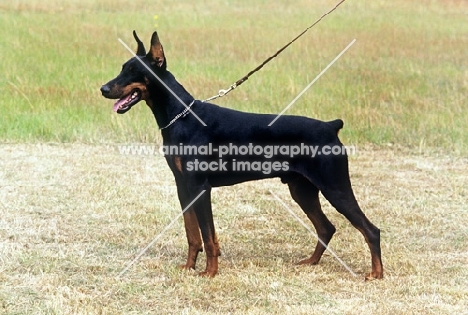 dobermann with cropped ears