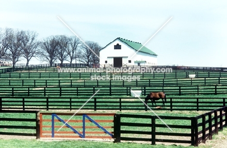  fencing  at spendthrift farm usa, with horse grazing