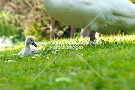 swan guarding a little cygnet 