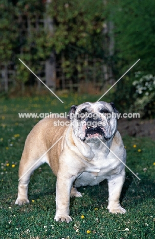 bulldog standing on grass