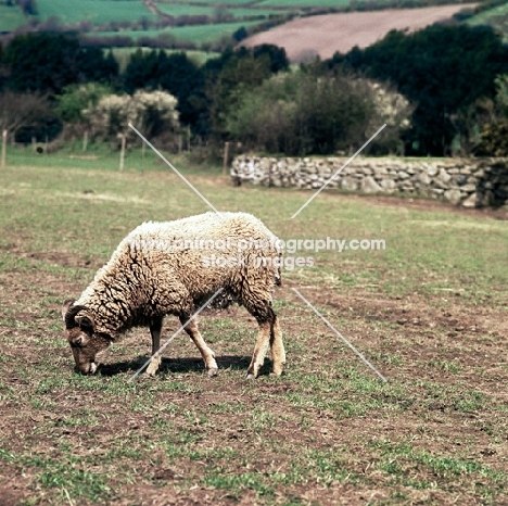 soay ewe grazing at hele farm devon